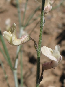 Astragalus ceramicus